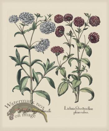 Besler 250 Colored  B2